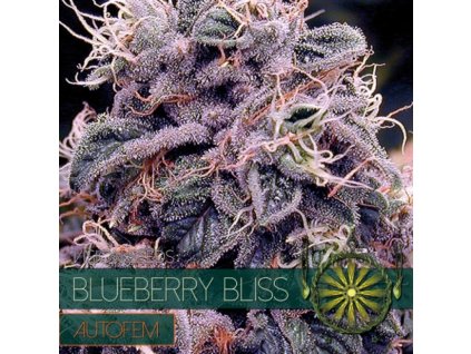 Blueberry Bliss autori (Balenie 10 ks)