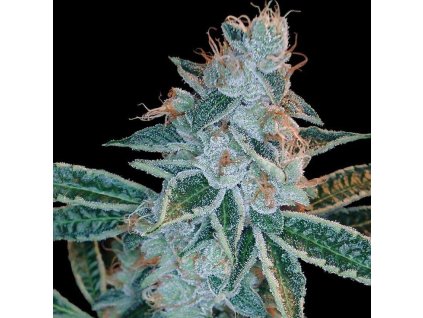 Lemon OG Kush (Balenie 3 ks)