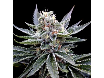 Florida Gold (Balenie 3 ks)