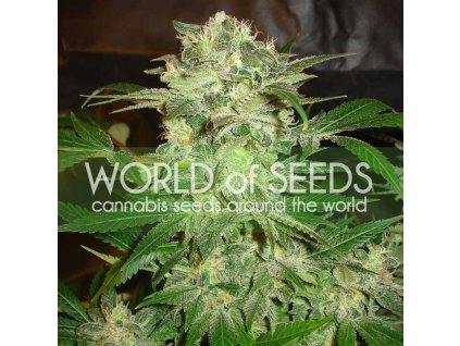 Mazar Kush (Balení 7 ks)