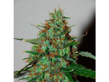 Wild Thailand Ryder (Balenie 12 ks)