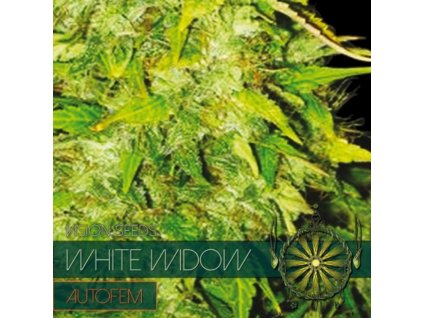 White Widow autori (Balenie 10 ks)