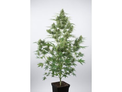 critical2 samonakvetaci autoflowering konopi