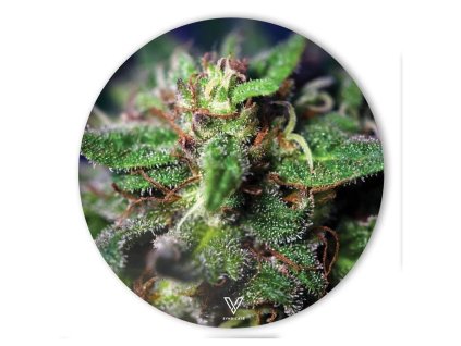 dabovaci podlozka blue dream