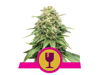 power flower semena konopi