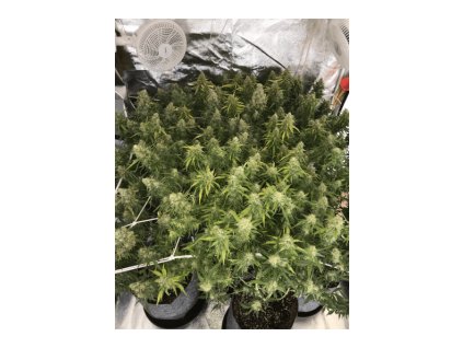 seminka konopi white widow auto