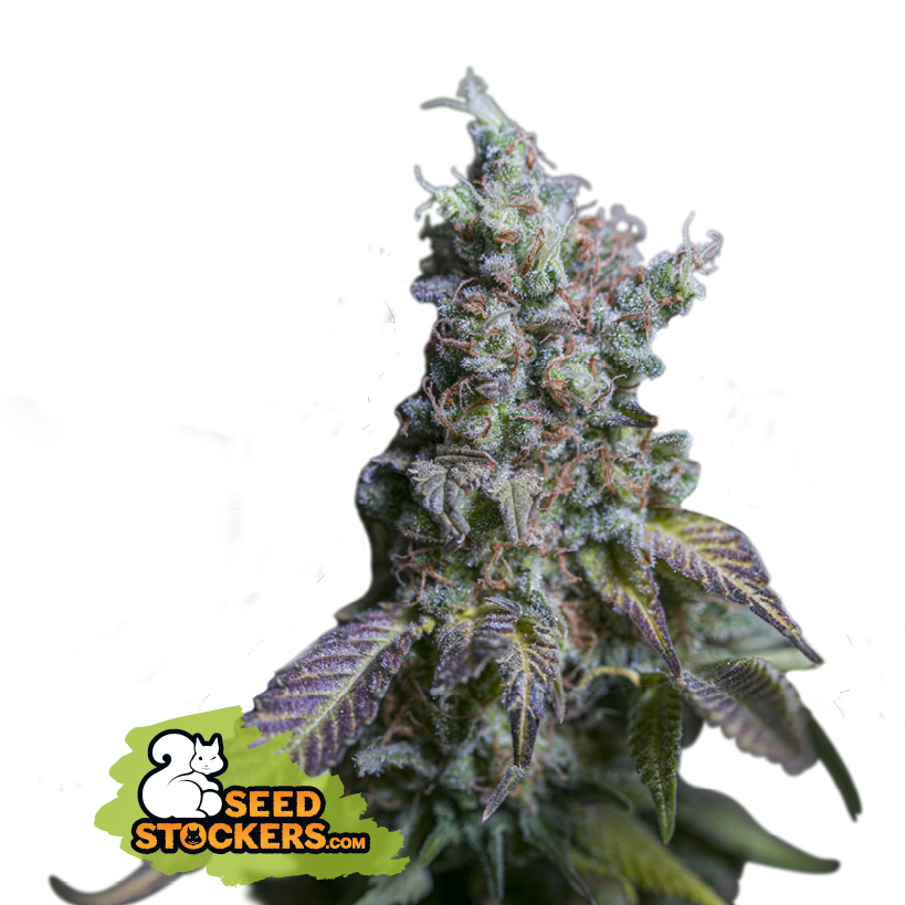 Seedstockers Sour Diesel Auto Balenie: 5 ks