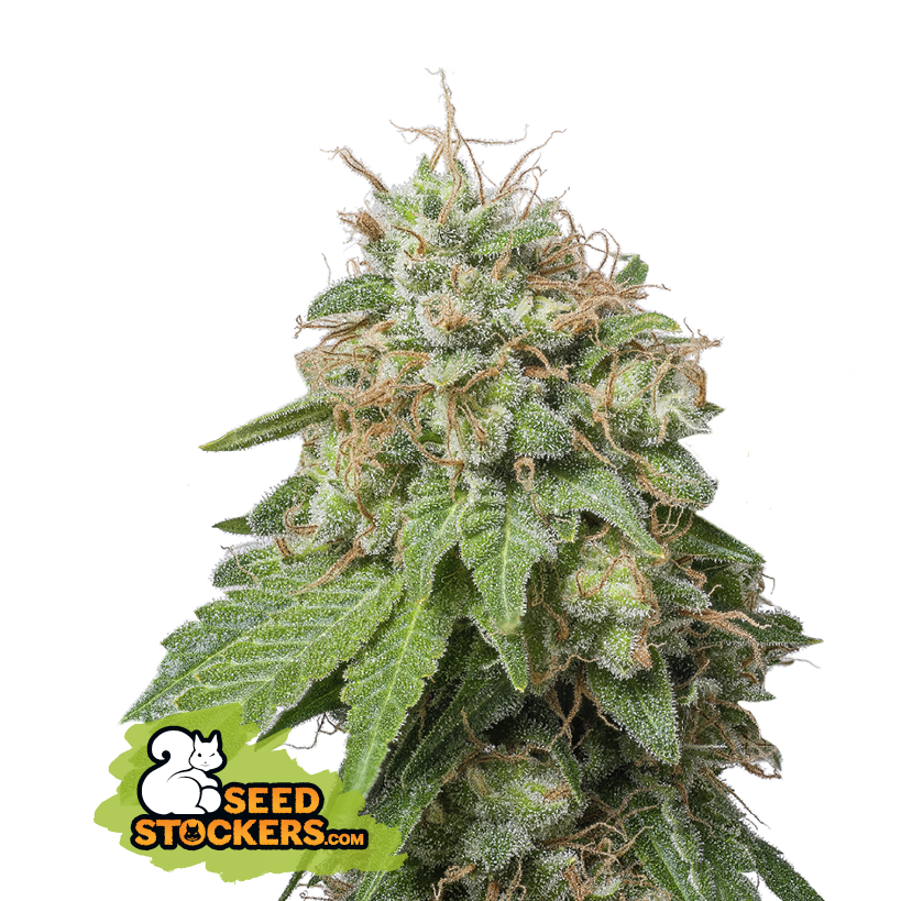 Seedstockers Green Crack Auto Balenie: 25 ks