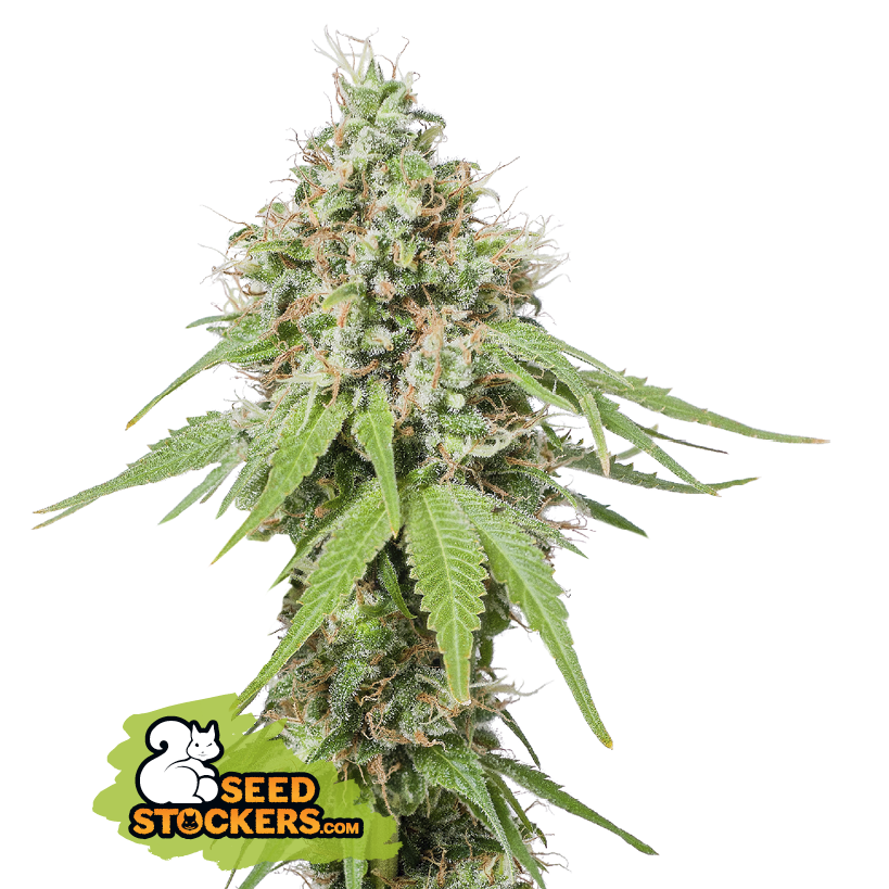 Seedstockers AK420 AUTO Balenie: 25 ks