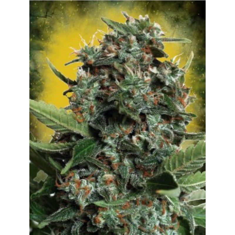 Ministry of Cannabis Autopilot XXL Balenie: 10 ks