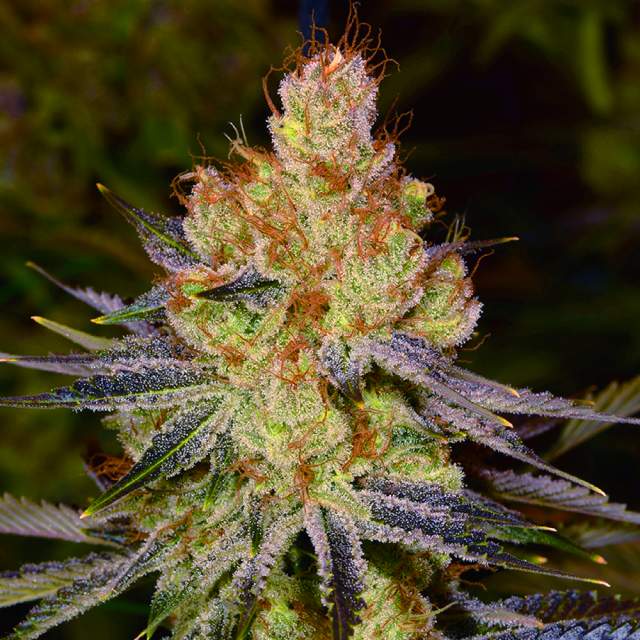 Nirvana seeds Orange Bud Balenie: 3 ks