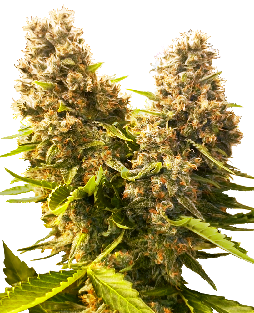 Sensi Seeds Banana Kush Cake Auto Balenie: 3 ks