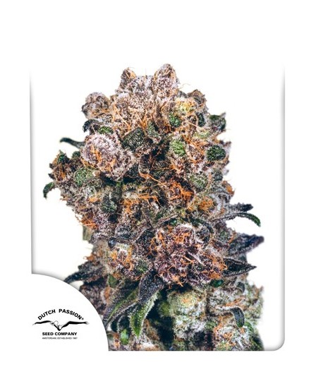 Dutch Passion Blueberry 0% THC Balenie: 3 ks