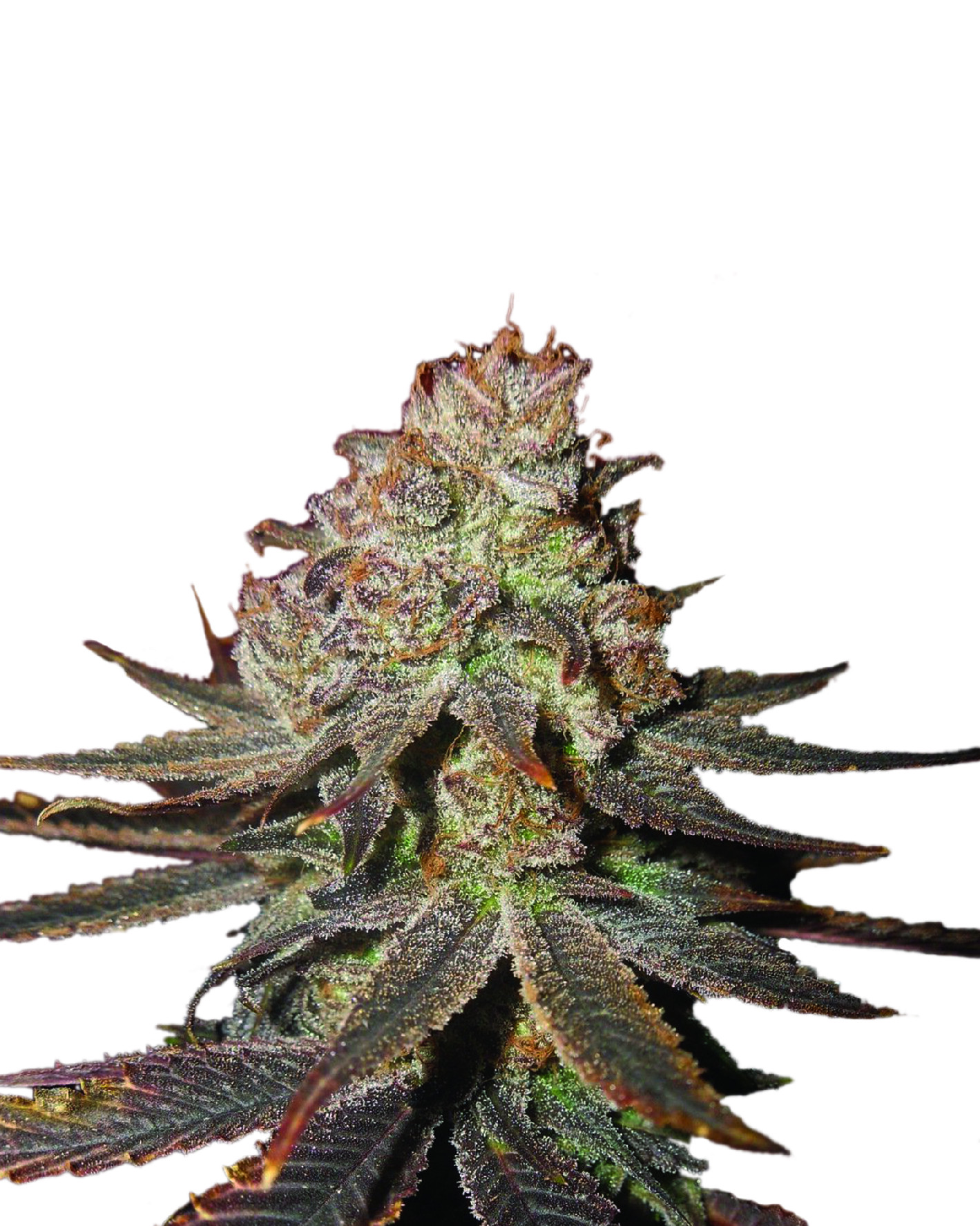 Nirvana Seeds Blueberry Autoflower 0% THC Balenie: 3 ks