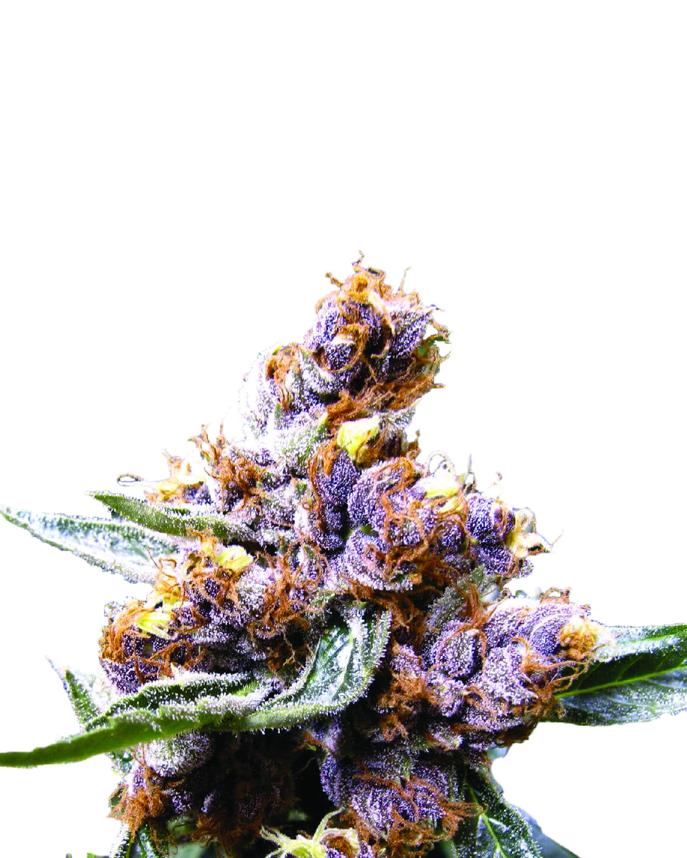 Nirvana Seeds Blueberry Fem 0% THC Balenie: 3 ks