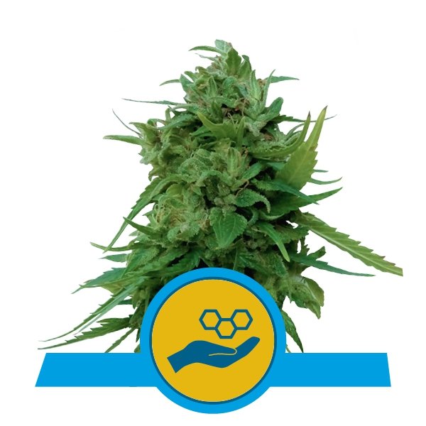 Royal Queen Seeds Solomatic CBD 0 % THC 5 ks Balenie: 10 ks