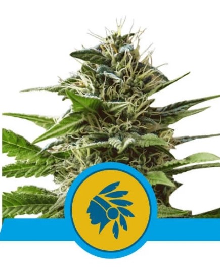 Royal Queen Seeds Tatanka Pure CBD 0 % THC 5 ks Balenie: 3 ks