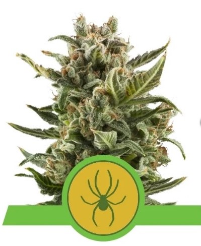 Royal Queen Seeds White Widow Automatic 0 % THC 5 ks Balenie: 10 ks