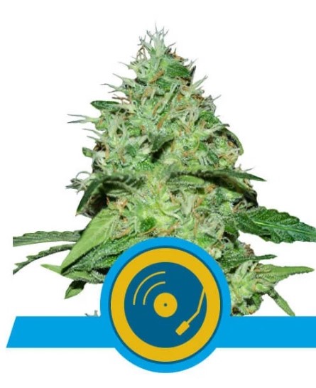Royal Queen Seeds Joanne's CBD 0 % THC 5 ks Balenie: 3 ks