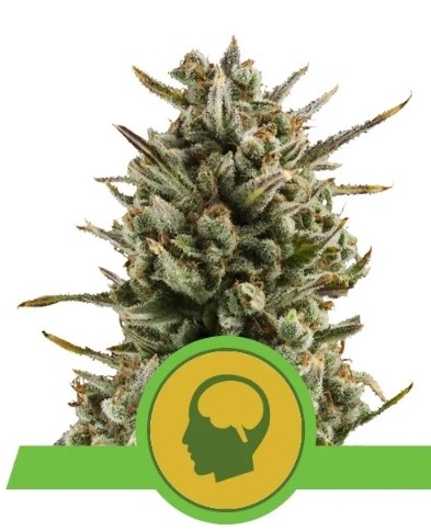 Royal Queen Seeds Amnesia Haze Automatic 0 % THC 5 ks Balenie: 10 ks