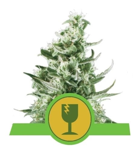 Royal Queen Seeds Royal Critical Automatic 0 % THC 5 ks Balenie: 3 ks