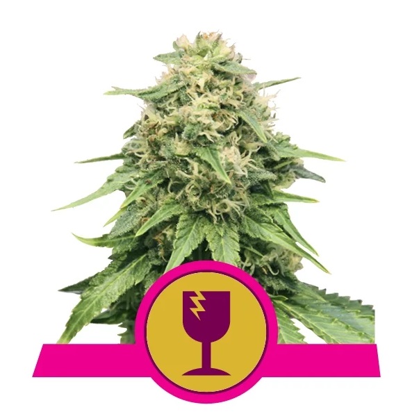 Royal Queen Seeds Critical 0 % THC 5 ks Balenie: 25 ks