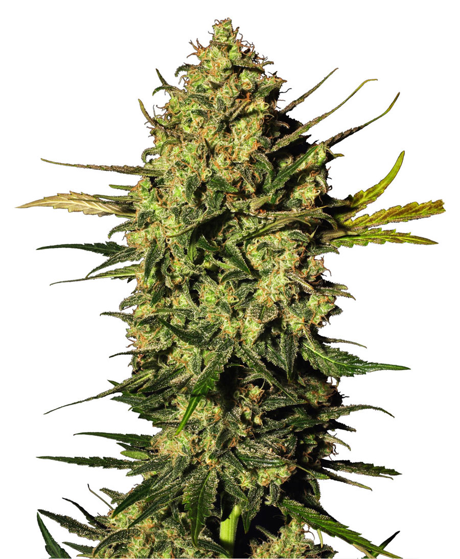 Sensi seeds Master Kush 0% THC Balenie: 10 ks