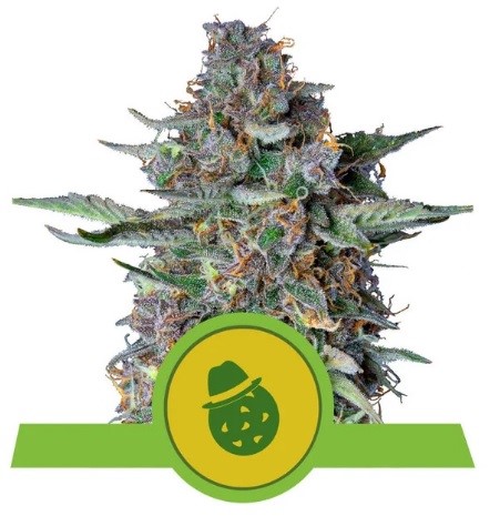 Royal Queen Seeds Do-Si-Dos Automatic Balenie: 10 ks