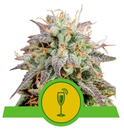 Royal Queen Seeds Mimosa Automatic Balenie: 10 ks