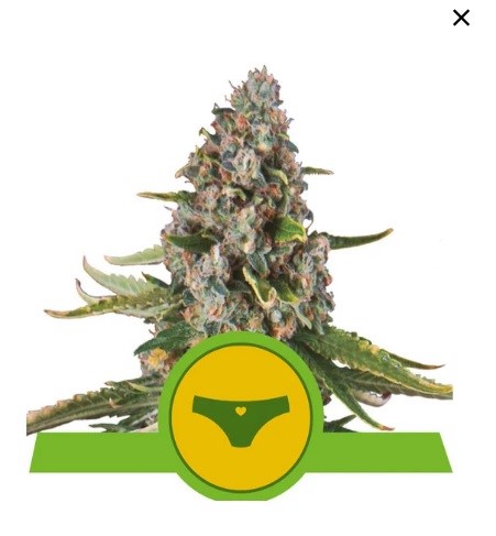 Royal Queen Seeds Sherbet Queen Automatic Balenie: 3 ks