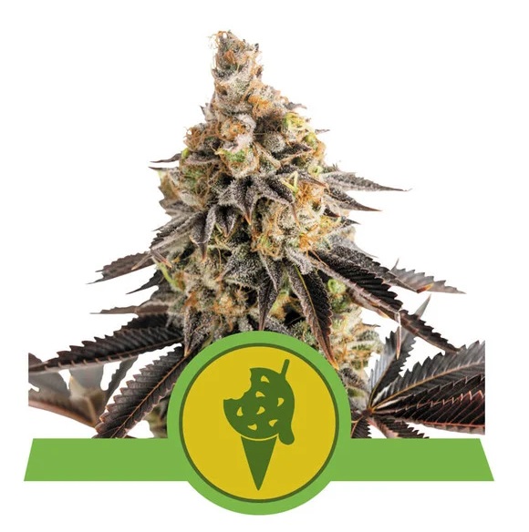 Royal Queen Seeds Cookies Gelato Automatic Balenie: 10 ks