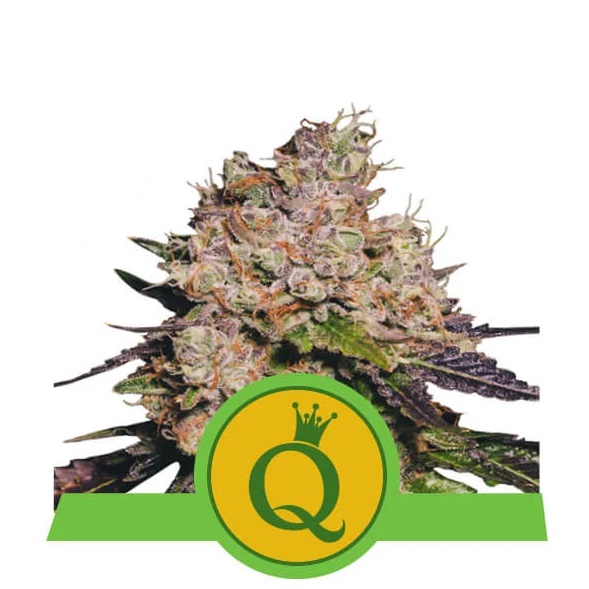 Royal Queen Seeds Purple Queen Auto 0 % THC 5 ks Balenie: 10 ks
