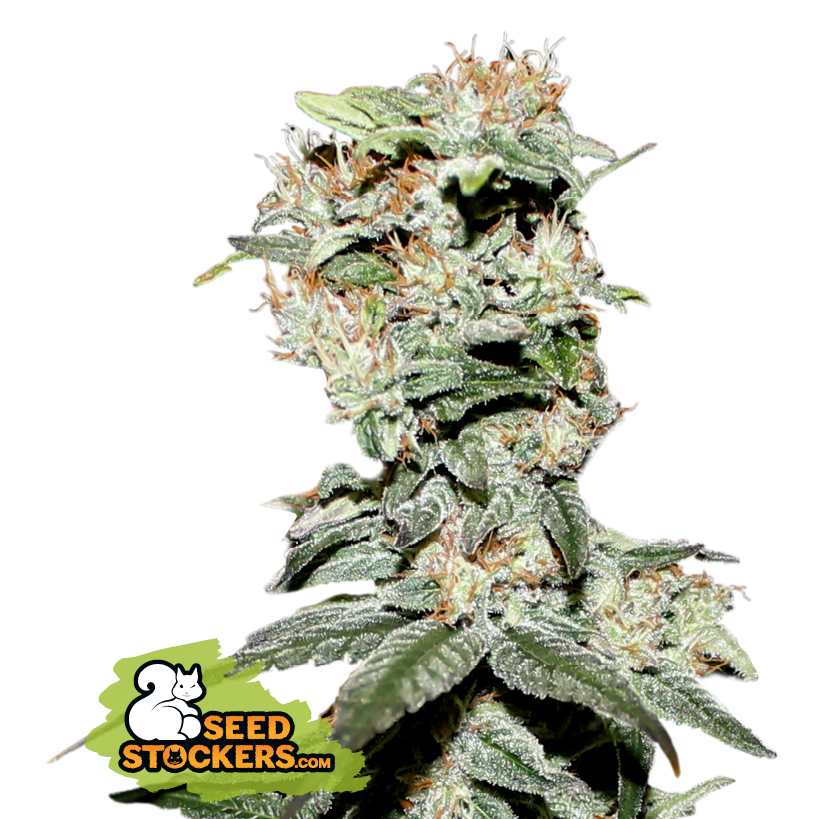 Seedstockers CBD CRITICAL XXL FEM Balenie: 25 ks