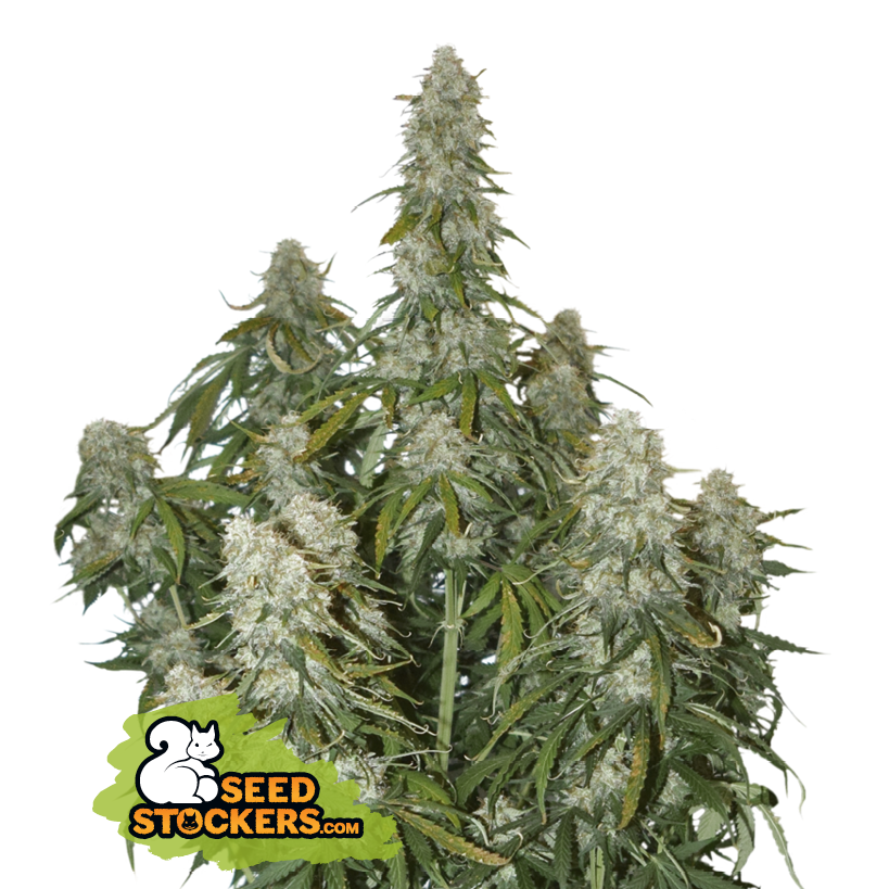 Seedstockers Big Bud Auto Balenie: 3 ks