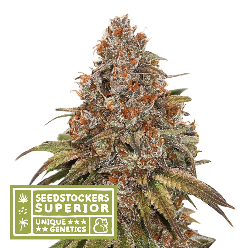 Seedstockers BLACKBERRY GUM AUTO Balenie: 1 ks