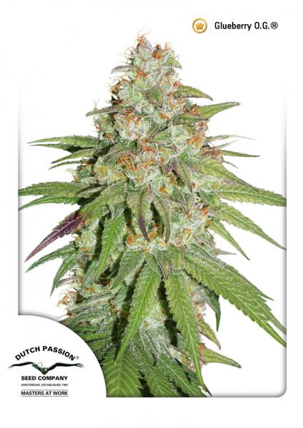 Dutch Passion Auto Glueberry O.G. 0% THC Balenie: 7 ks