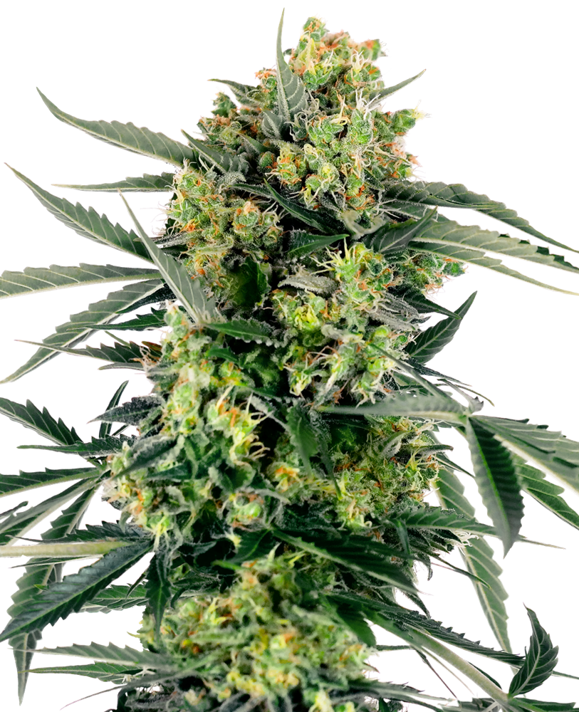 Sensi seeds Banana Kush Cake Auto 0% THC Balenie: 10 ks