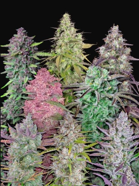 420 Fast Buds Mix Pack Auto Balenie: 25 ks