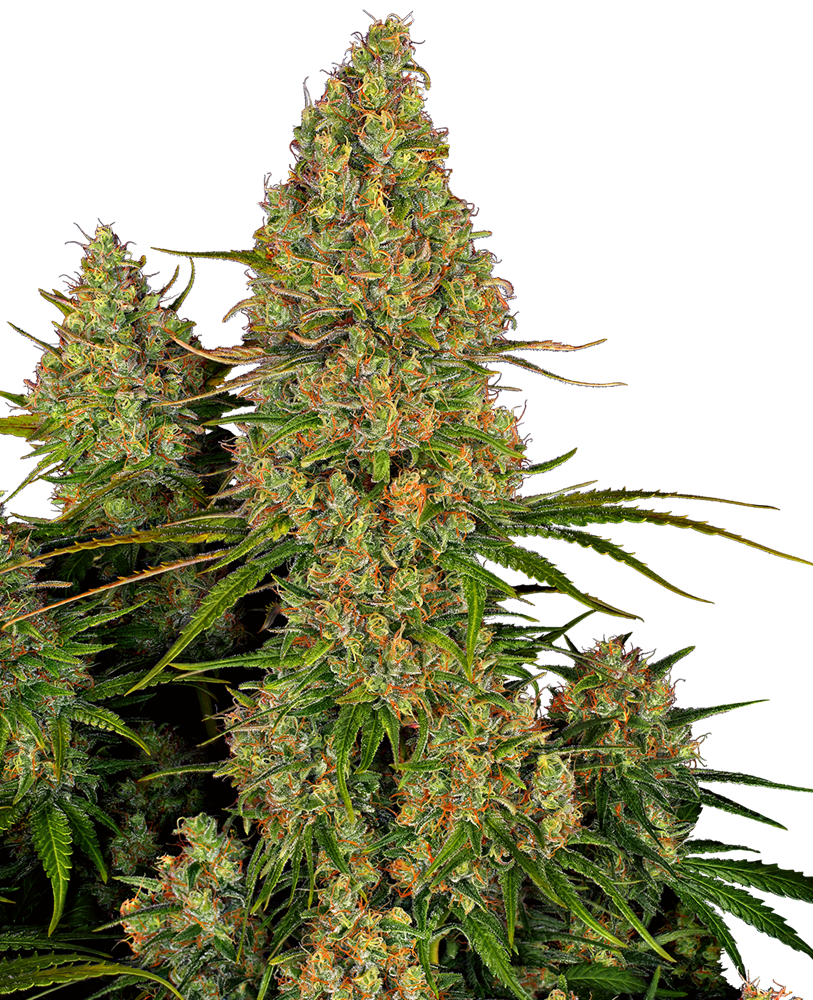 Sensi seeds Banana Kush Cake Auto 0% THC Balenie: 10 ks