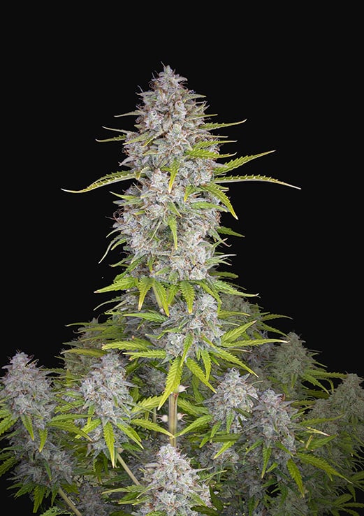 420 Fast Buds Orange Sherbet Auto Balenie: 3 ks