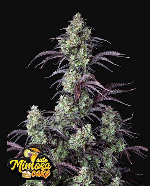 420 Fast Buds Mimosa Cake Auto Balenie: 5 ks