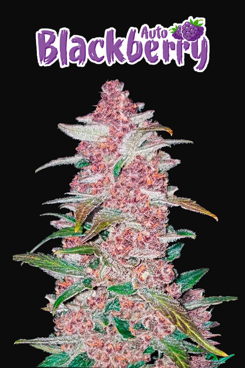 420 Fast Buds Blackberry Auto Balenie: 5 ks