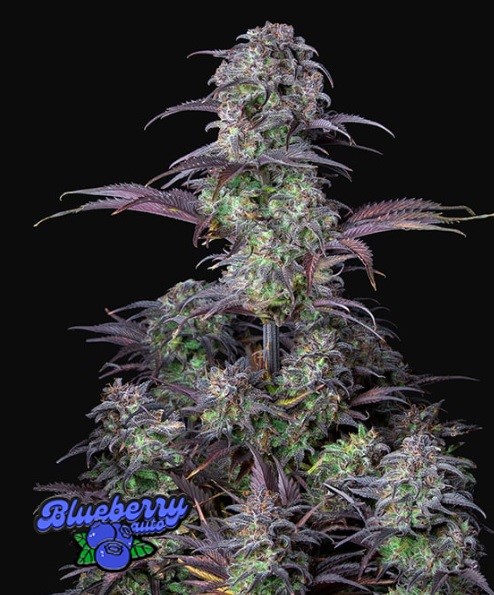 420 Fast Buds Blueberry Auto Balenie: 10 ks