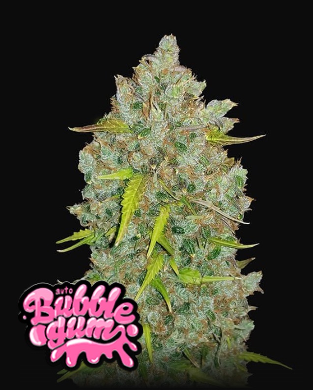 420 Fast Buds BubbleGum Auto Balenie: 3 ks