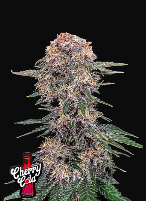 420 Fast Buds Cherry Cola Auto Balenie: 10 ks
