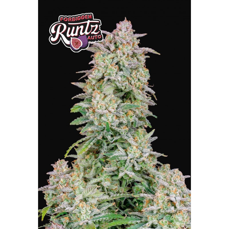 420 Fast Buds Forbidden Runtz Auto Balenie: 10 ks