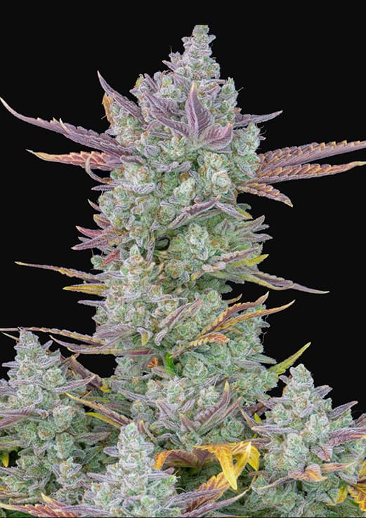 420 Fast Buds Gorilla Cookies Auto Balenie: 5 ks