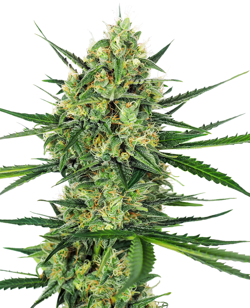 Sensi seeds Master Kush 0% THC Balenie: 10 ks