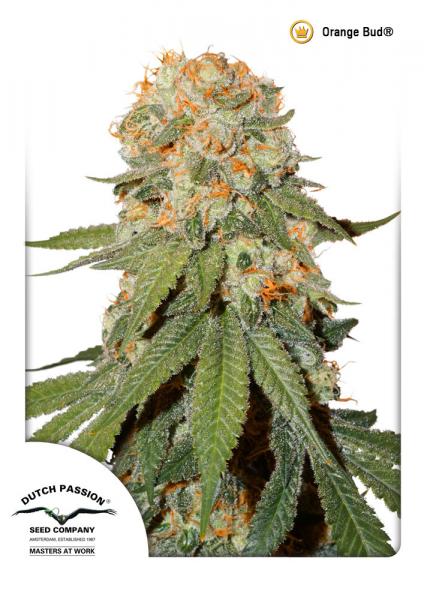 Dutch Passion Orange Bud 0% THC Balenie: 3 ks