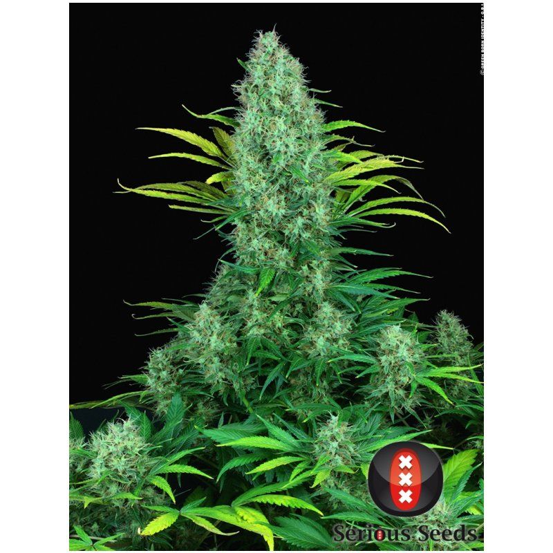 Serious seeds Serious 6 0 % THC 6 ks Balenie: 11 ks